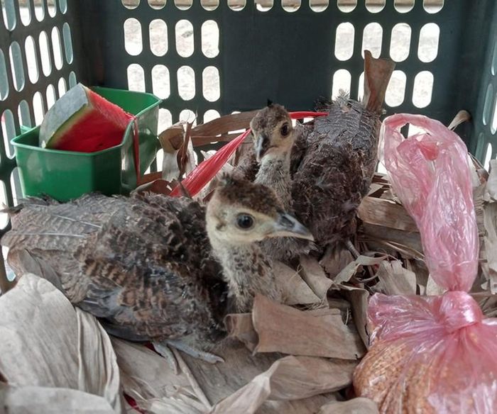 Cặp chim non anh vận chuyển cho khách.