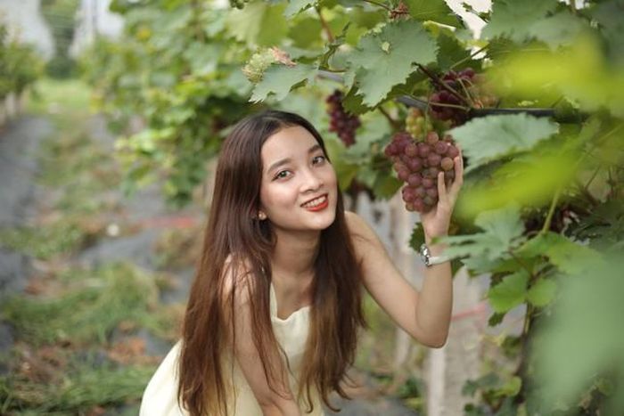 Tuyết Anh (Đông Anh, Hà Nội) chia sẻ: “Thay vì phải lui tới các quán cafe hay trà chanh thì đây sẽ là một địa điểm lý tưởng để mình tìm đến vào những ngày Hè nắng nóng. Được dạo bước trong vườn nho rộng mênh mông, ngắm nhìn những giàn nho chín trĩu quả, có cảm giác bình yên thật sự”.