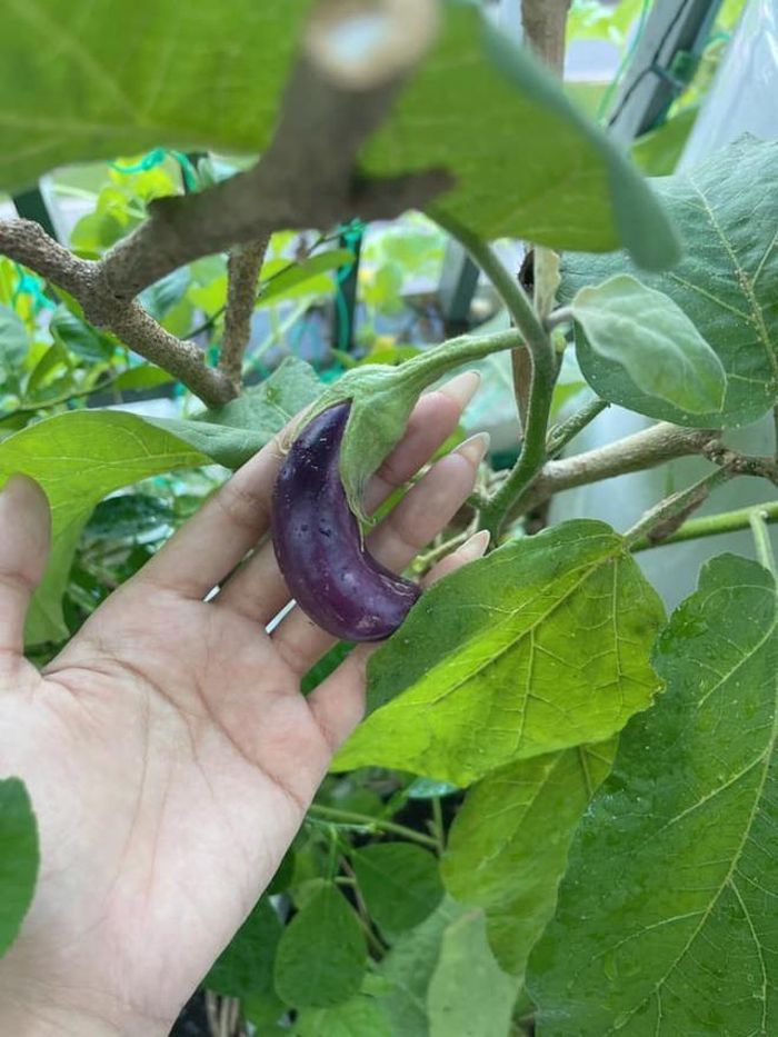 Cà tím bắt đầu cho trái.