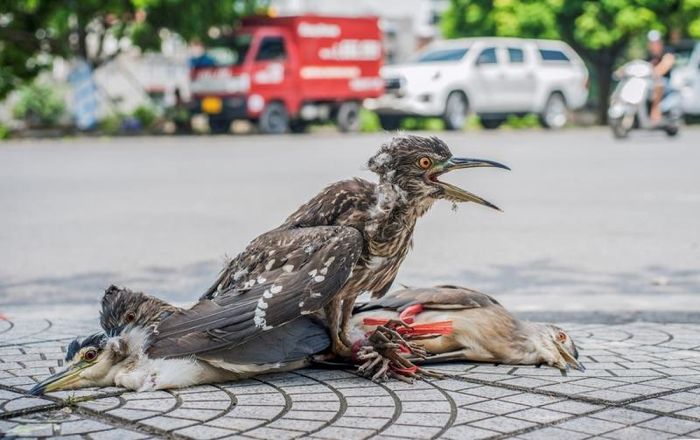 Những chú vạc nâu được bán ở đầu cầu Tam Bạc, phía bên kia chợ Sắt một ngày cuối năm 2021