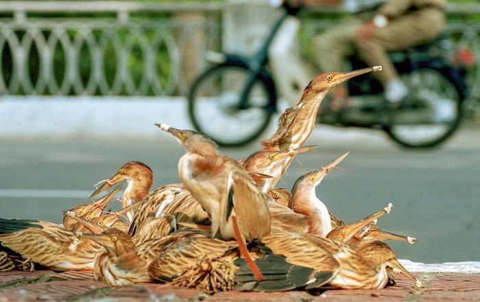 Những chú cò lửa còn sống bị trói chân và buộc mỏ, được xếp thành đống bên cầu Lạc Long năm 1999