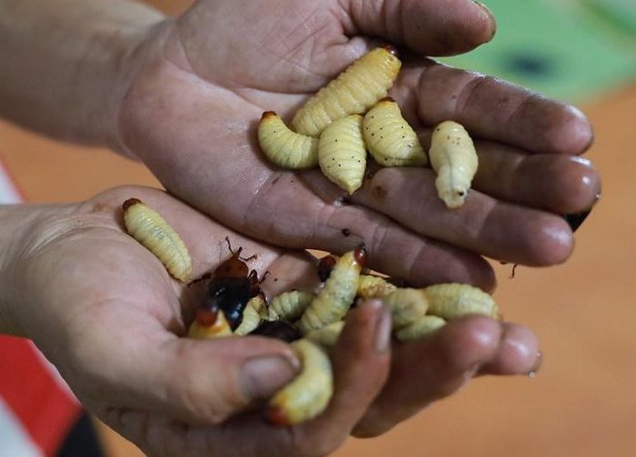 Nhiều thực khách lần đầu nhìn thấy nhộng cọ ngắn củn, ngoe nguẩy, béo vàng lại có răng nên cảm giác sợ hãi. Ảnh: Facebook