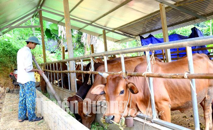 Anh Ma Văn Hoan, thôn Làng Khây 1 phát triển mô hình chăn nuôi bò sinh sản. 