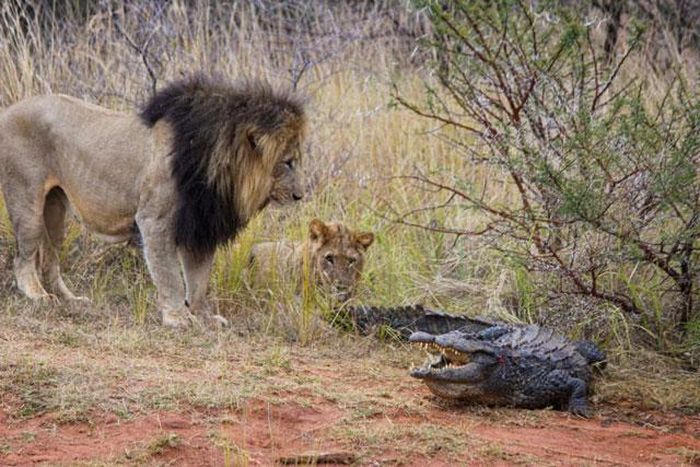 Trong lúc đang tham quan Khu bảo tồn Entabeni ở Waterberg, cậu bé Connor Dawes (15 tuổi) cùng gia đình đã ghi lại được khoảnh khắc sư tử tấn công cá sấu dữ dội khi con bò sát lớn đang tắm nắng trên bờ.