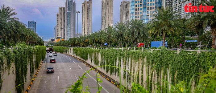 Hai bên tường hầm chui được phủ một màu xanh của cây cúc tần Ấn Độ.
