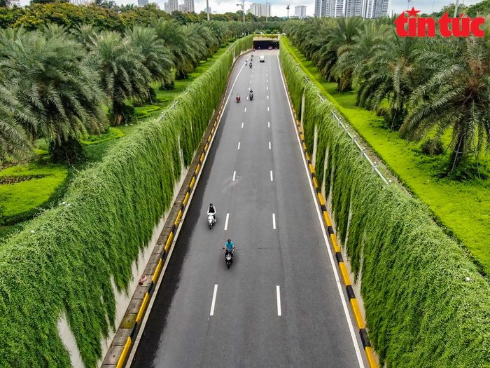 Phía trên, những hàng cây chà là phủ xanh cả con đường.