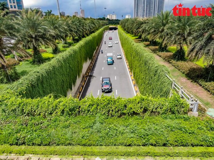 Không chỉ chà là, cúc tần Ấn Độ mà nhiều loại cây phát triển mạnh mẽ tại khu vực hầm chui, tạo nên một thảm thực vật phong phú.