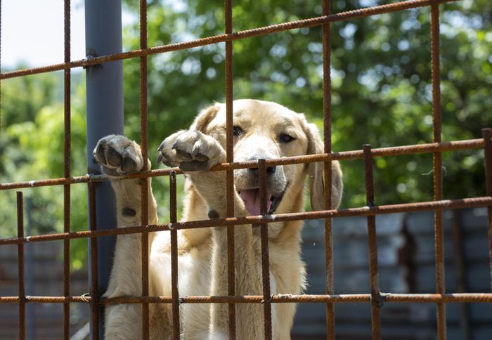 Nhiều chú chó được nhận nuôi trong thời điểm phong tỏa đang bị chủ nuôi bỏ rơi hậu Covid-19. Ảnh: Four Paws.