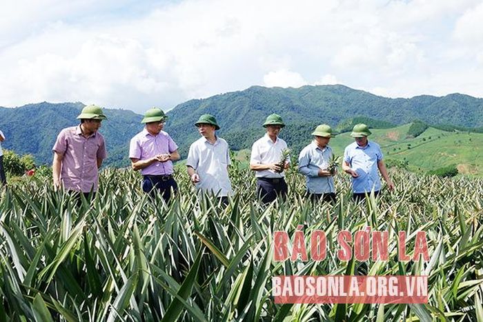 Đánh giá vùng nguyên liệu dứa tại huyện Sốp Cộp của Công ty cổ phần Thực phẩm xuất khẩu Đồng Giao.