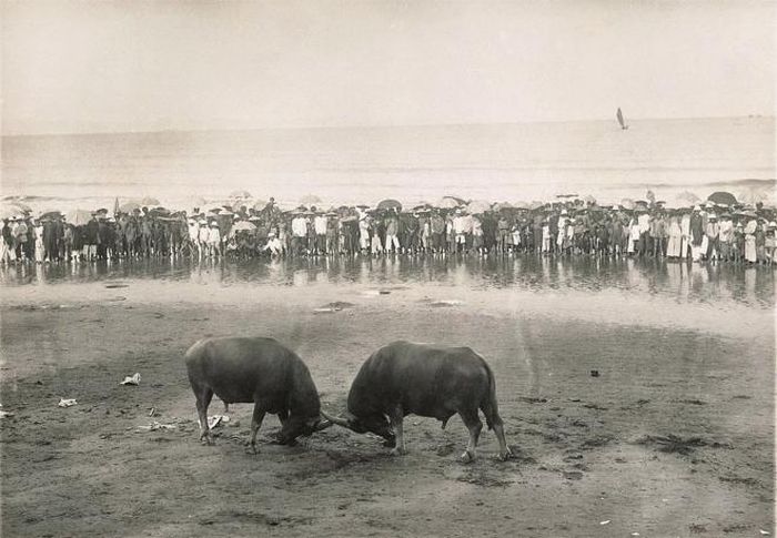Đôi trâu đang chọi