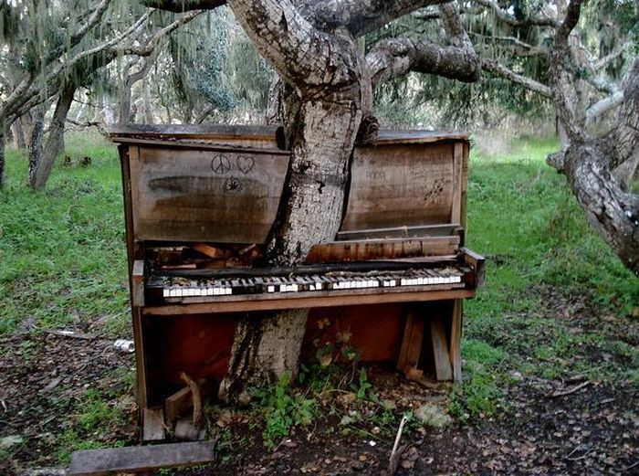 Cái cây lớn xuyên qua cây đàn piano, đây là sự chuyển động của thời gian và sự sống.