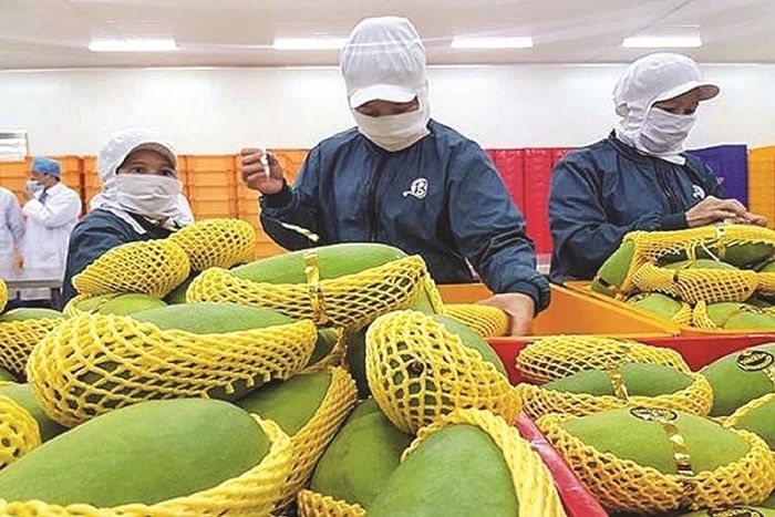 Nông sản Việt đang có lợi thế xuất khẩu nhờ EVFTA