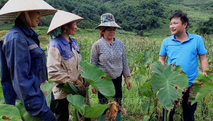 Cán bộ xã Nậm Xe (huyện Phong Thổ) tuyên truyền, hướng dẫn người dân chăm sóc cây khoai sọ.