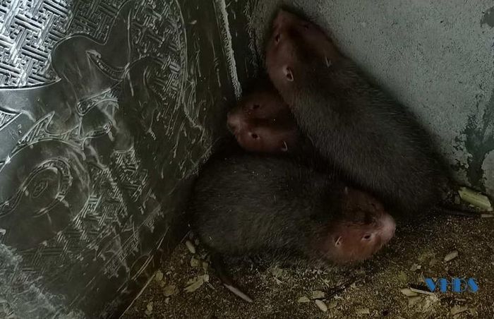 Nuôi dúi công chăm sóc ít, hiệu quả kinh tế cao.