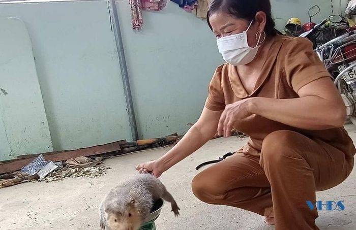 Trung bình mỗi con dúi cho cân nặng cao nhất từ 5 - 6kg/con.