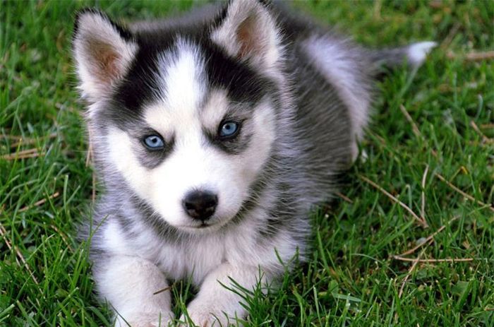 Chó Husky nhỏ.