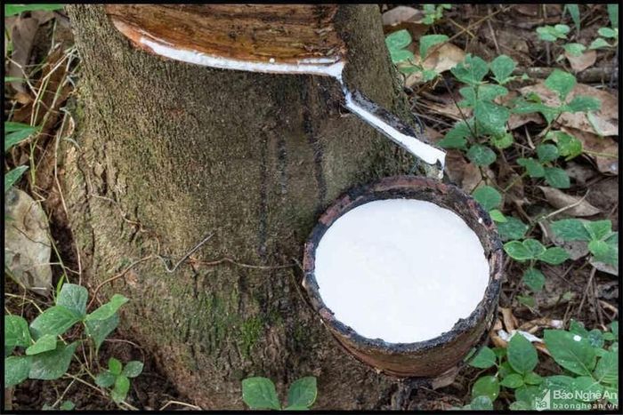 Giá mủ cao su liên tục giảm. Ảnh: Văn Trường