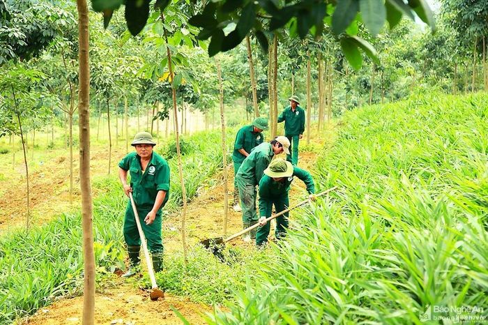 Công nhân chăm sóc vườn cây cao su ở huyện Thanh Chương. Ảnh: Phú Hương