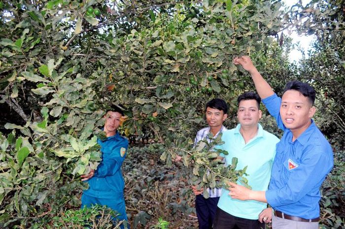 Mô hình “Dân vận khéo” trong phát triển kinh tế tập thể của Đoàn Thanh niên xã Tân Thanh