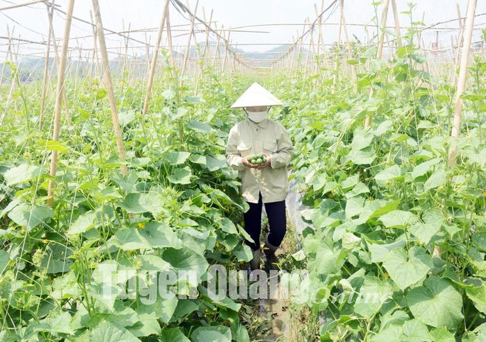 Người dân xã Tân Thịnh (Chiêm Hóa) thu nhập khá từ trồng dưa chuột trên đất ruộng.