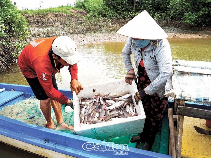 Chỉ trong buổi sáng, vợ chồng anh Phạm Thanh Tuấn, ấp Phú Quý, xã Thanh Tùng, huyện Ðầm Dơi giăng lưới được trên 50 kg cá úc.