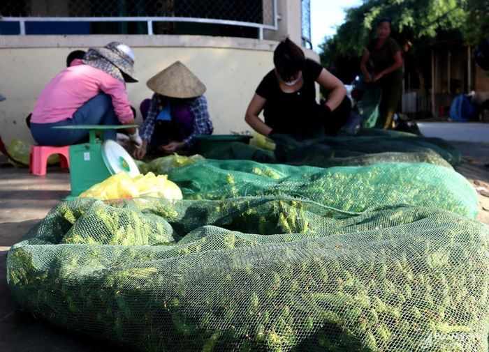Chợ “đặc sản tôm bay” này chỉ họp từ khoảng tháng 6 đến tháng 8 âm lịch, mùa săn bắt cào cào trong năm. Ảnh: Thanh Phúc