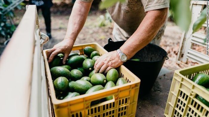 Bơ đang được thu hoạch ở Tây Ban Nha. Ảnh: CNN.