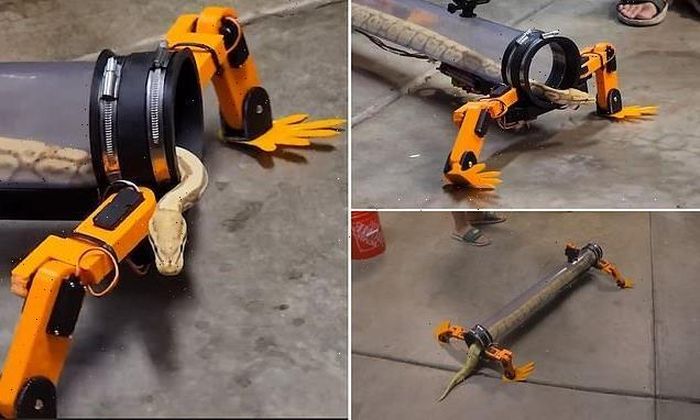 Pau Allen đã chế tạo ra thiết bị có 4 chân kỳ lạ, giúp rắn có thể di chuyển. Ảnh: Dailymail.