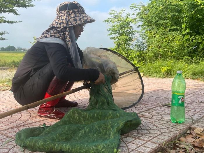 Không chỉ là thức ăn cho chim, cào cào còn trở thành đặc sản được nhiều người ưa thích.