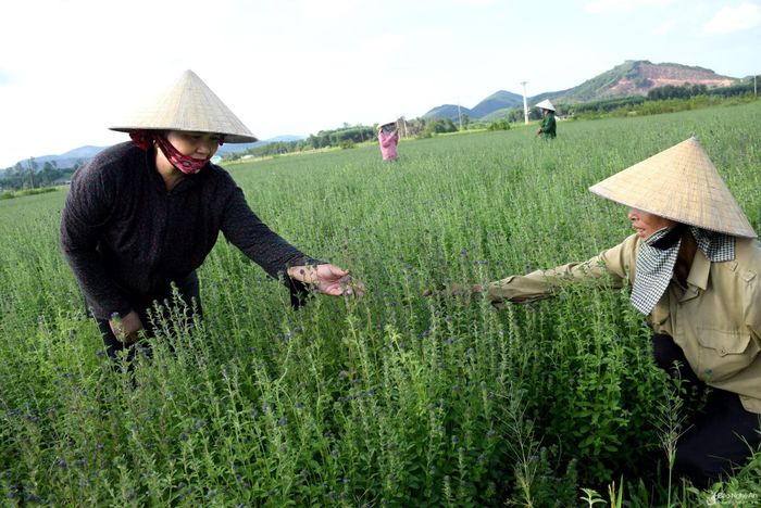  Bà Hồ Thị Liệu ở xóm 6A, xã Tiến Thành cho biết, cây nhân trần được trồng trên đất Tiến Thành khoảng 40 năm trước. Đầu tiên chỉ trồng rải rác trong đất vườn, sau dần bà con học hỏi mở rộng diện tích. Ảnh: Xuân Hoàng 