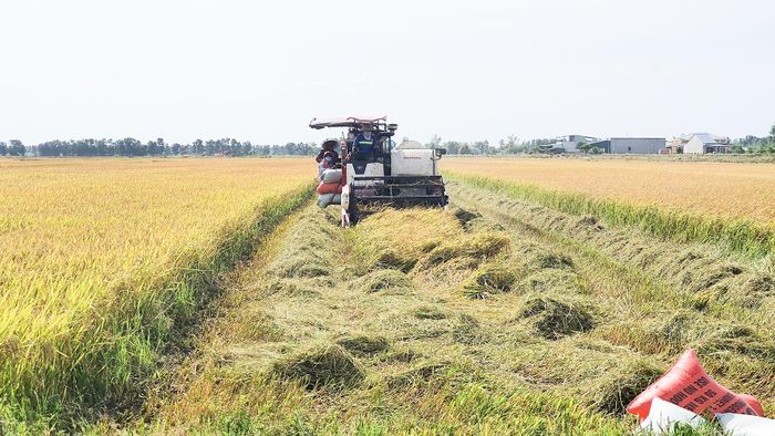 Huy động máy móc để đẩy nhanh tiến độ thu hoạch lúa vụ hè thu tại huyện Hải Lăng - Ảnh: L.A