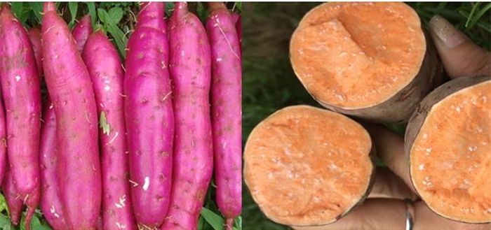 Cách chọn khoai lang ngon ngọt