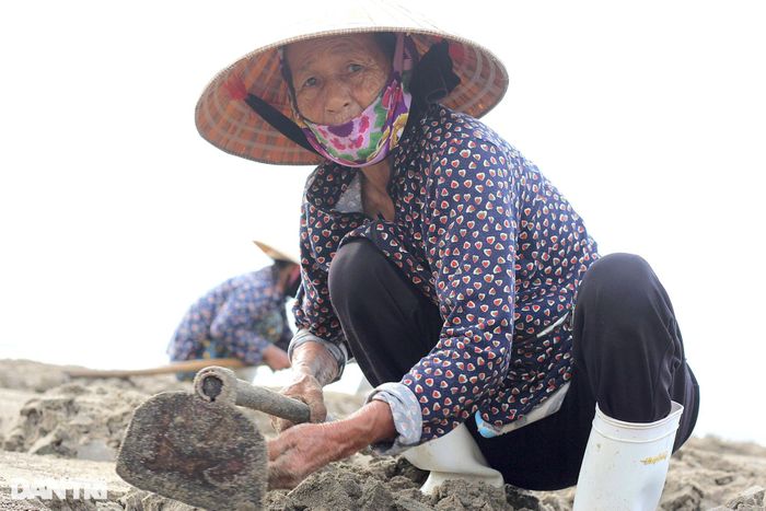 Bà Nguyễn Thị Mai (65 tuổi, trú tại xã Quỳnh Bảng, huyện Quỳnh Lưu) cho biết, khi thủy triều lên, những con ngao từ biển theo dòng nước trôi dạt lên bãi. "Khi thủy triều rút đi, những con ngao này chìm dưới lớp cát dày từ 10-20cm. Chúng tôi phải thức dậy từ 4h sáng, mang theo đồ đạc ra bãi biển cào bới lớp cát để nhặt những con ngao mới dạt vào bờ. Chính nhờ những mẻ ngao này, mà bà con có thêm thu nhập, ổn định cuộc sống…", bà Mai chia sẻ.