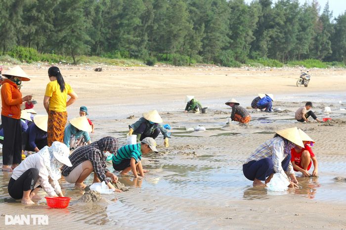 Việc cào ngao đem lại nguồn thu nhập ổn định cho nhiều người dân ở vùng biển Làng Quỳnh. Cuộc sống mưu sinh thường nhật của người dân nơi đây theo từng con nước.