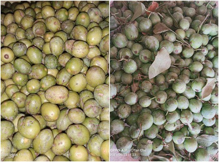 Trước đây, quả dọc chín rụng đầy rừng, bà con thỉnh thoảng vào nhặt về để nấu canh chua.