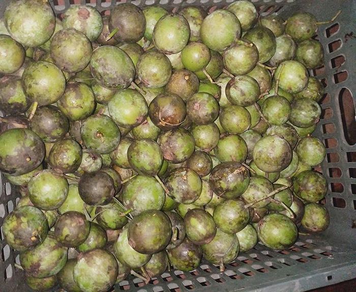 Ở chợ dân sinh, chợ mạng, dọc được bán với giá 50.000-80.000 đồng/kg, số lượng có hạn.