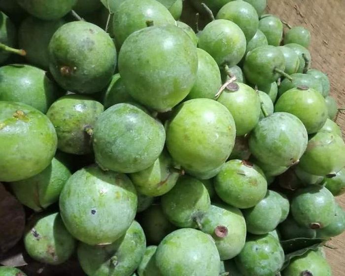 Nếu có dịp đến với Tây Bắc, chắc hẳn bạn đã được thưởng thức món canh chua nấu từ dọc và vị chua đặc trưng nơi đây.