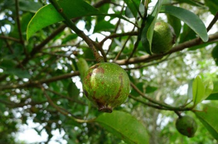 Quả dọc là quả dại có nhiều ở trong bìa rừng các tỉnh Phú Thọ, Hòa Bình, Lạng Sơn...