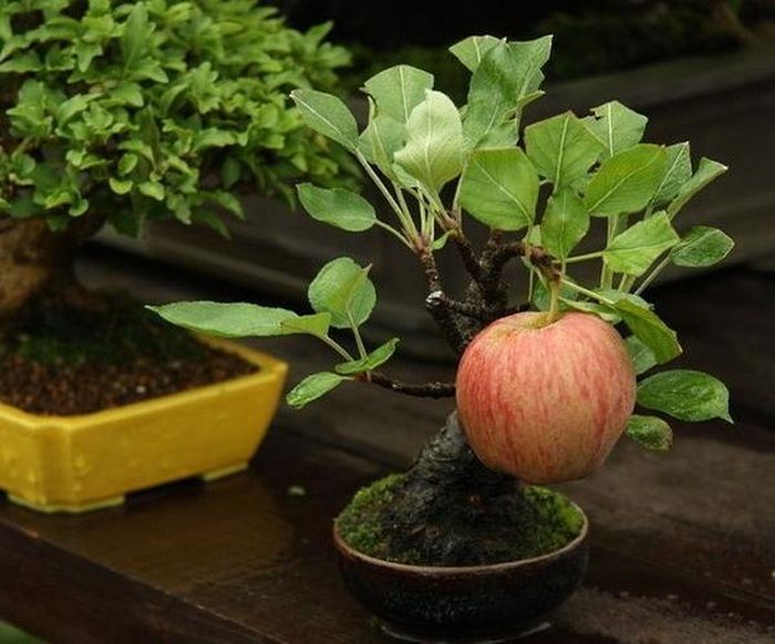 Cây táo bonsai này đã cho ra một quả có kích cỡ bình thường.