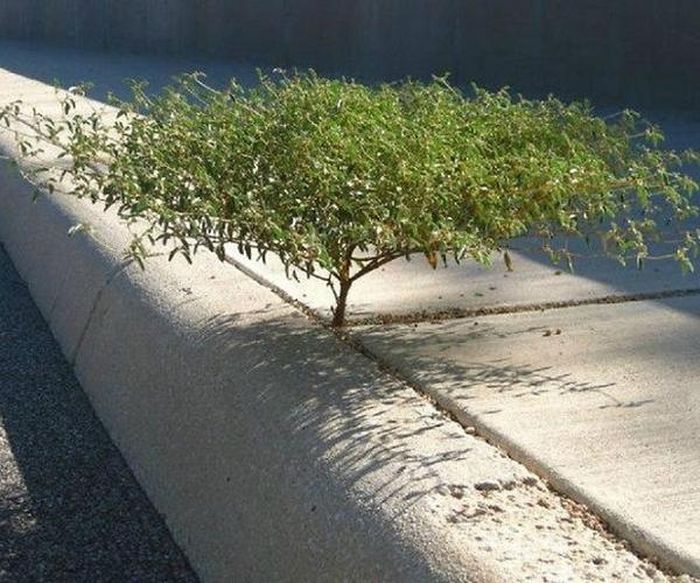 Một cái cây tí hon phát triển trên kẽ đất ở vỉa hè.