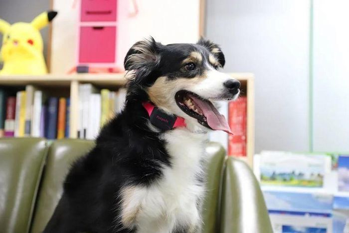 Vòng cổ Petpuls Smart Collar hi vọng sẽ tăng sự gắn kết giữa người chủ và thú cưng. Ảnh: Petpuls.