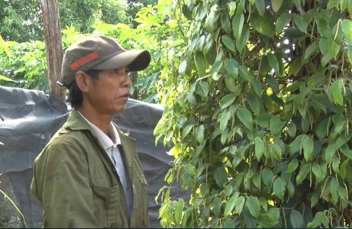 Ông Pốt bên vườn tiêu của gia đình. Ảnh: Hà Phương