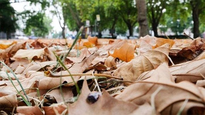 Lá rụng tại London. Ảnh: BBC