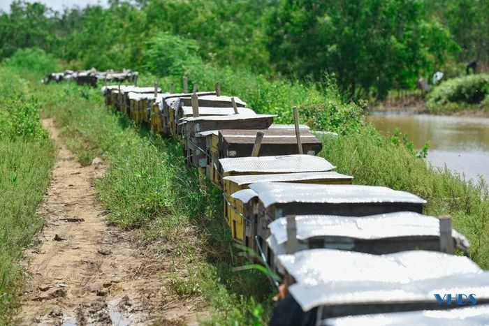 “Hết mùa hoa sú vẹt, tôi lại đưa đàn ong của mình đi khắp các nơi trong cả nước như: Hưng Yên, Hải Dương, Bắc Ninh đến Đắc Nông, Đắc Lắc… Cứ nơi nào có hoa là tôi đưa đàn ong của mình đi tới đó. Và đến đầu tháng 4 âm lịch sang năm, tôi lại đưa đàn ong quay về với mùa hoa sú vẹt”, anh Nguyễn Văn Đường cho biết.