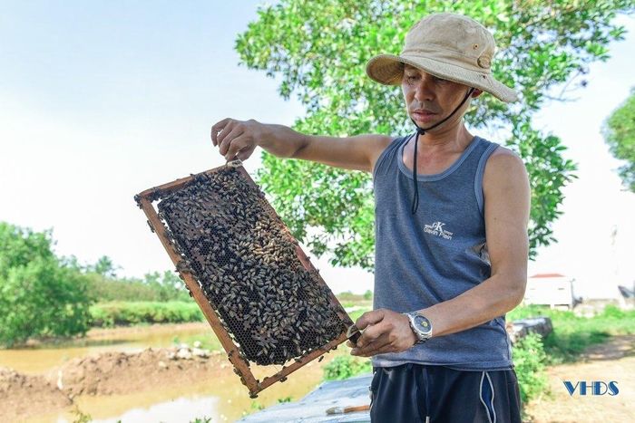 Bởi vậy, hoa từ loại cây mọc ở ngoài biển này có mùi hương đặc trưng, không bị nhiễm thuốc bảo vệ thực vật nên mật ong hoa sú vẹt rất được ưa chuộng trên thị trường.