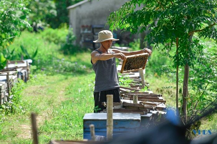 Công việc hàng ngày của những người nuôi ong là thường xuyên đảo cầu để mật lên đều, kiểm tra từng thùng ong xem ong có khỏe mạnh, lấy đủ lượng phấn hoa cần thiết hay không.