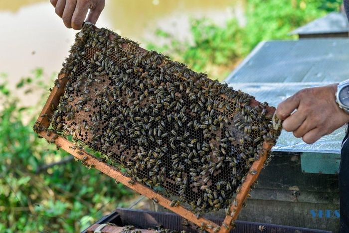 Bên cạnh đó, còn phải nắm bắt được diễn biến sức khỏe của từng đàn ong bởi đây là loài rất nhạy cảm với thời tiết và dễ nhiễm bệnh.