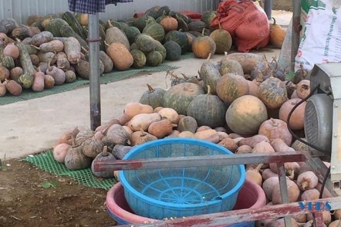 Nguồn thức ăn chính của ốc nhồi là bèo tấm, rau củ, quả, bí, khoai lang... mô hình của anh hướng đến chăn nuôi theo hướng Vietgap, đặc biệt không sử dụng hóa chất.