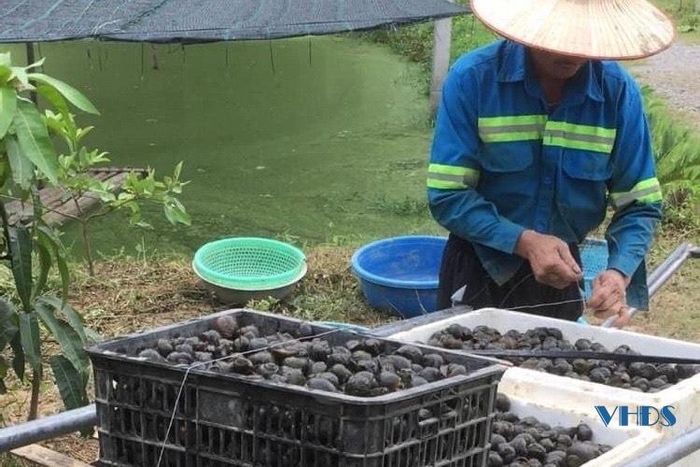 Trung bình ốc nuôi từ 4 đến 5 tháng là được thu hoạch, anh nuôi gối vụ 2 năm anh được 3 lứa ốc thương phẩm cứ gối vụ như vậy trong năm, ốc đạt từ 40- 45 con/1 kg ốc với giá bán là 100 nghìn đống.