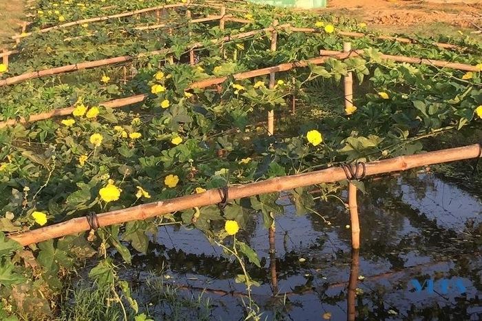 Tạo bóng mát cho khu nuôi và lấy đó làm nguồn thức ăn cho ốc.